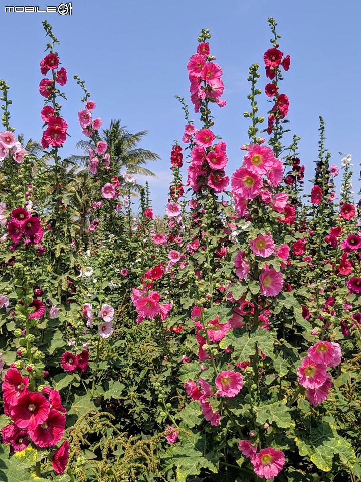 鼠尾草+蜀葵花 台南市學甲區光華里 03/07