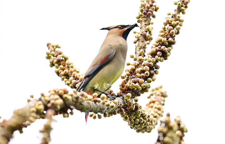 朱連雀9年後再訪恆春關山，53隻全都錄，Z7+600mm貓眼對焦首先發表。