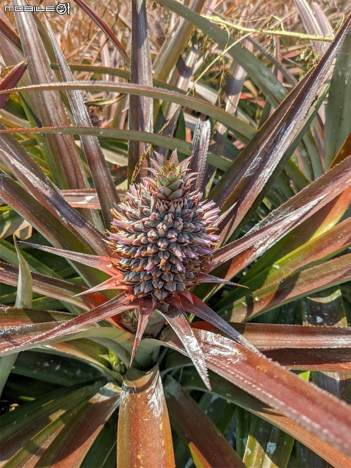 金毛菊+鳳梨花 台南市新化區那拔林台20線 03/29