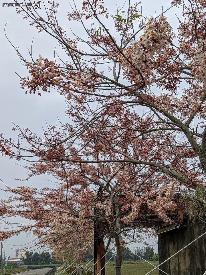 花旗木 台南市西港區新寮花旗木步道 03/14