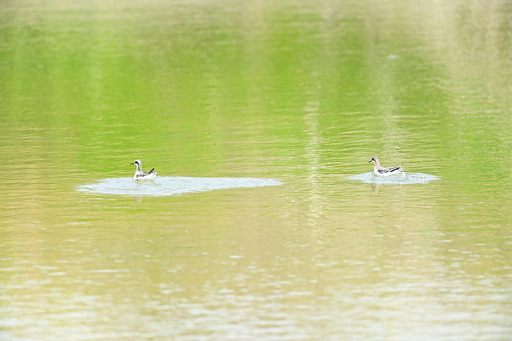 點我看大圖 Z7努力了三天去了5次,終於近拍到白腹鰹鳥。