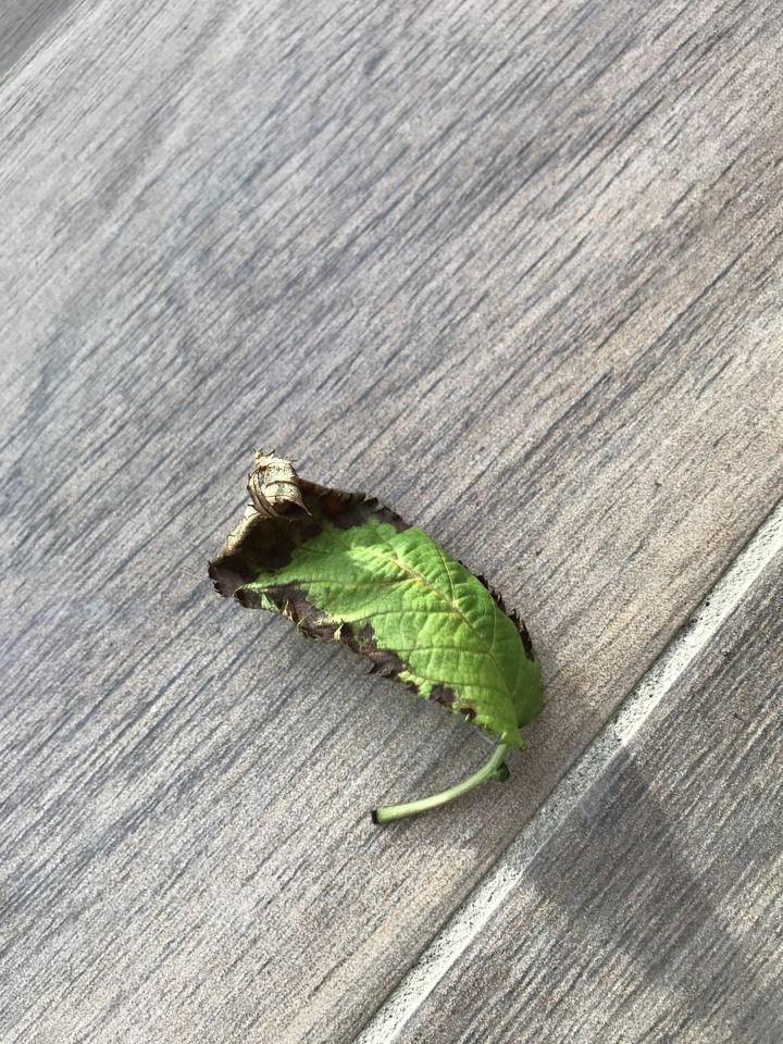 請問櫻花的葉子為何會捲曲葉緣枯萎