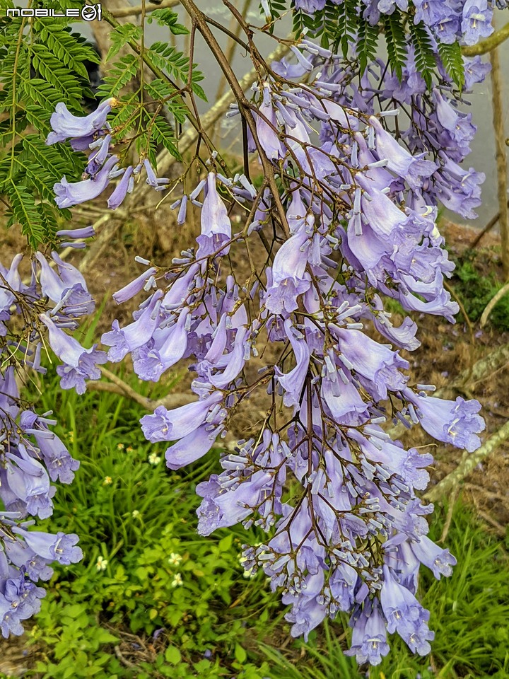 藍花楹 嘉義市東區藍花楹隧道 04/18