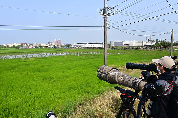 點我看大圖 滄海桑田:查勘彩䴉遷移路徑,才發現東港三西和與南州交壤的水稻田,變成了人工湖。