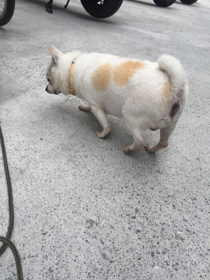 狗狗相遇玩耍😆