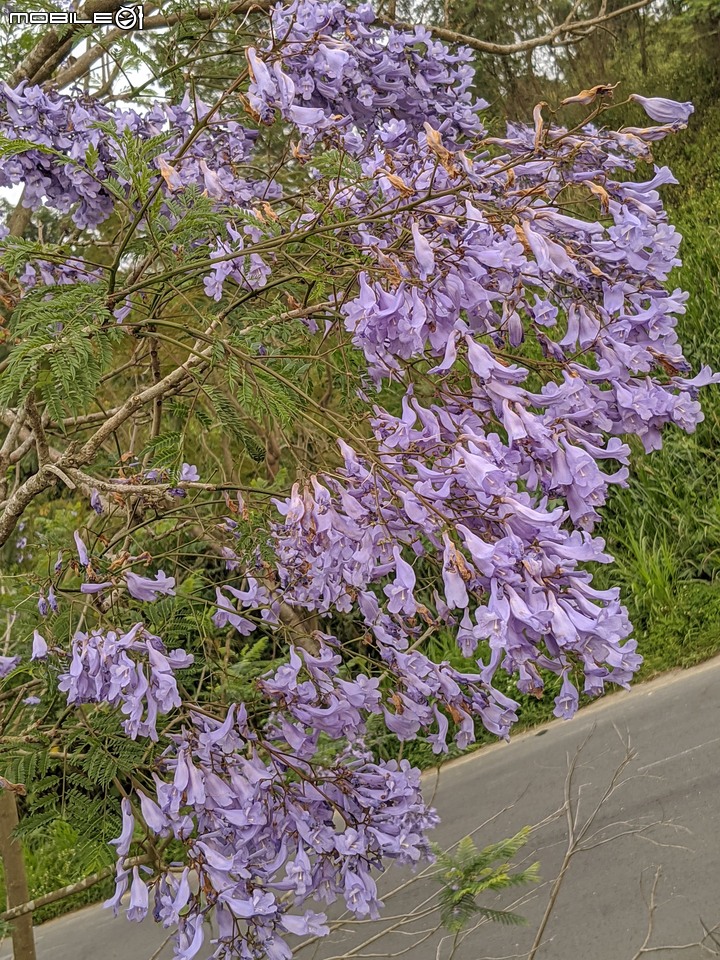 藍花楹 嘉義市東區藍花楹隧道 04/18