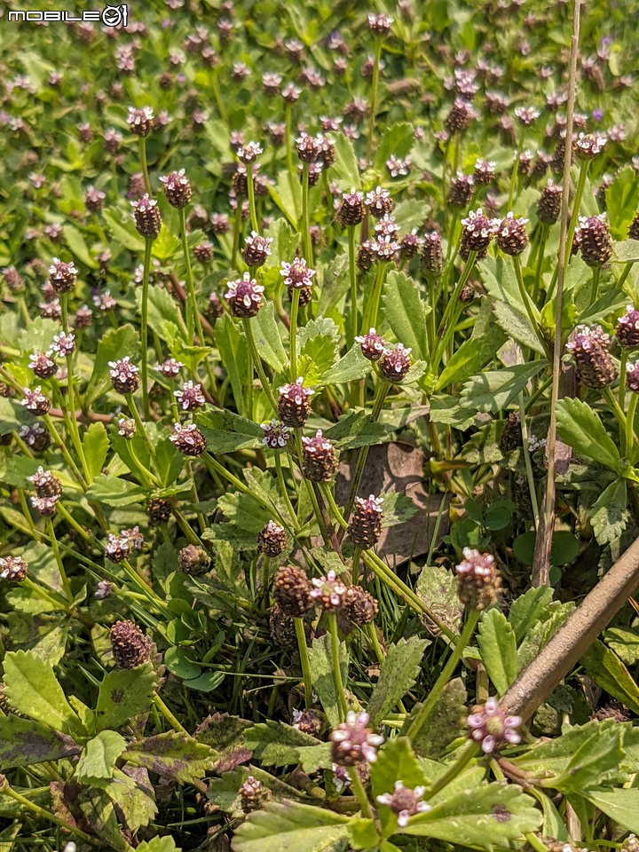 紅花風鈴木+澤蘭 台南市佳里區蕭壟文化園區 04/18
