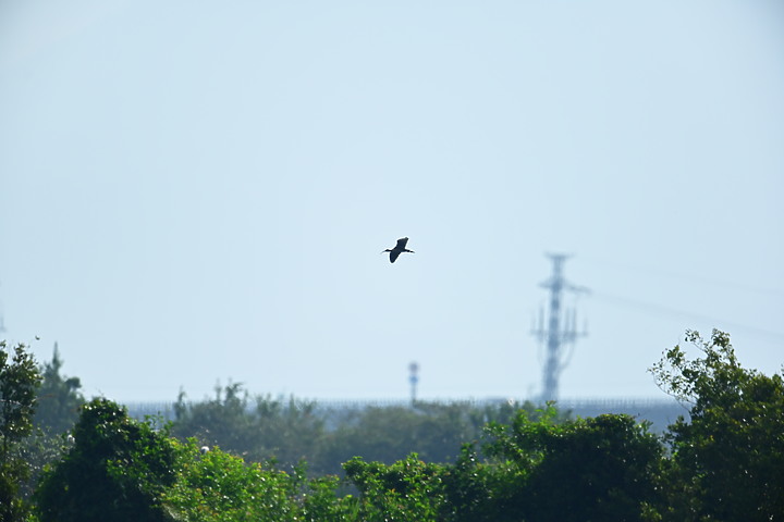 點我看大圖 Z7努力了三天去了5次,終於近拍到白腹鰹鳥。