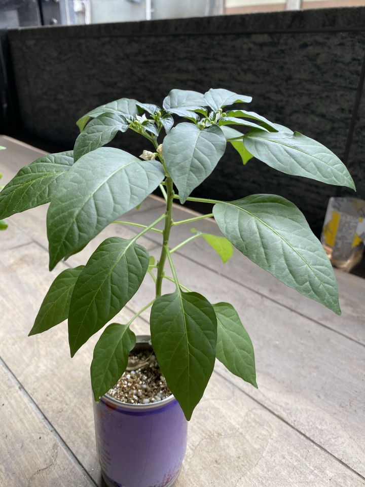 請問這是什麼植物？