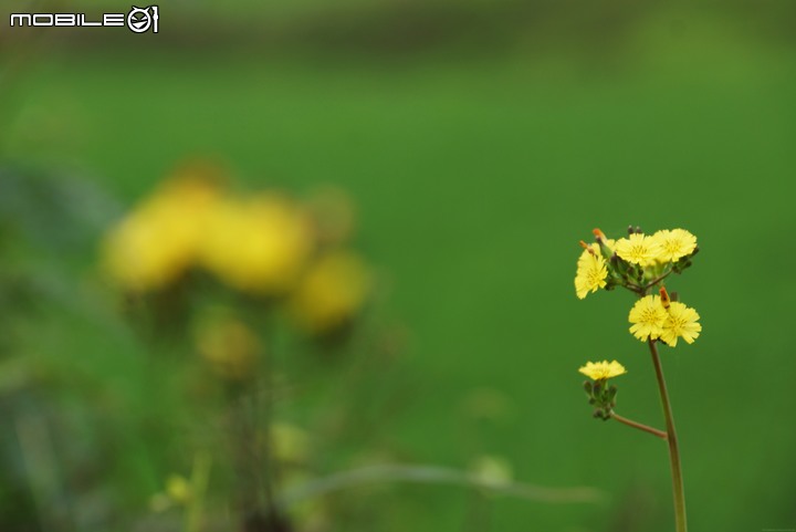 純粹分享Honda CR-V(純圖)