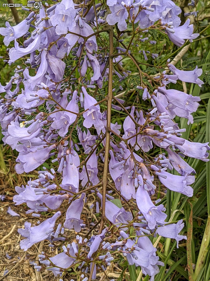 藍花楹 嘉義市東區藍花楹隧道 04/18