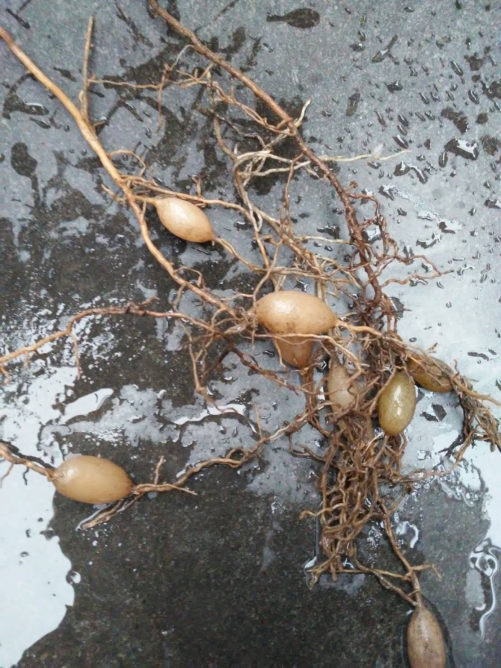 自家花圃裡發現