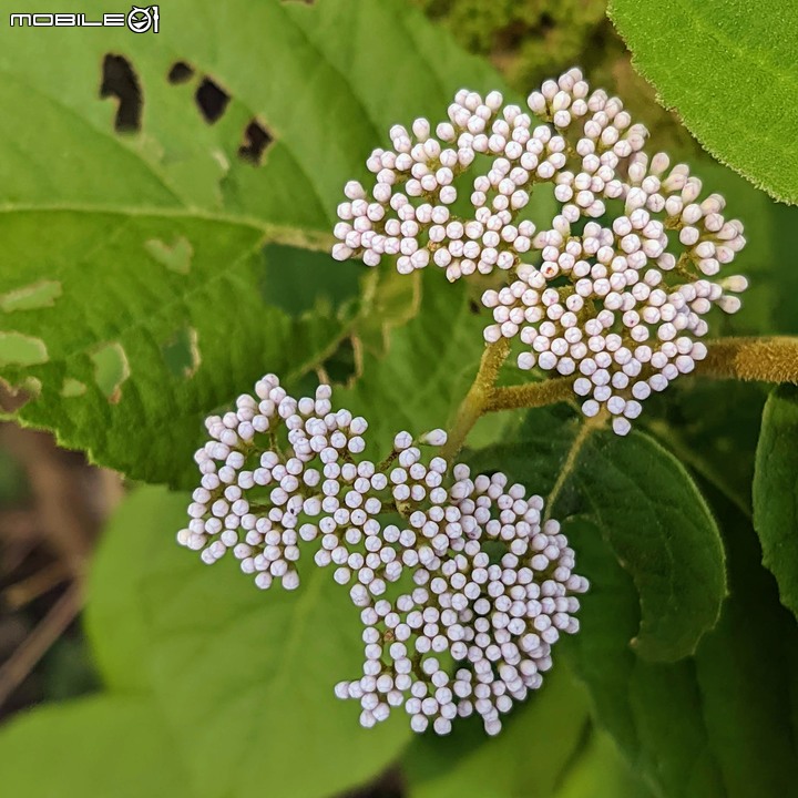 杜虹花 嘉義市西區香湖公園獅子林 04/18