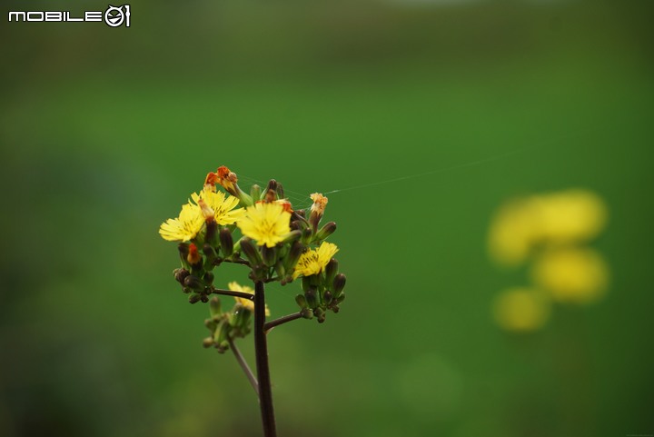 純粹分享Honda CR-V(純圖)