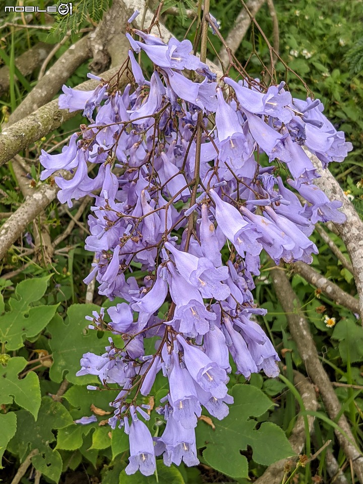 藍花楹 嘉義市東區藍花楹隧道 04/18