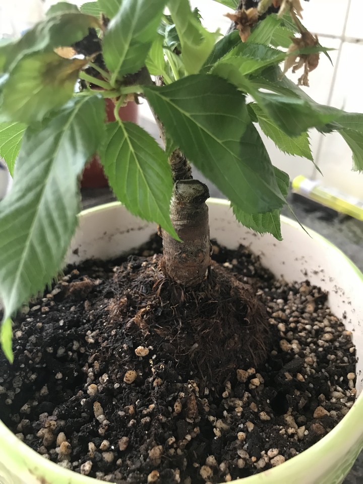 求救！櫻花生了什麼病？