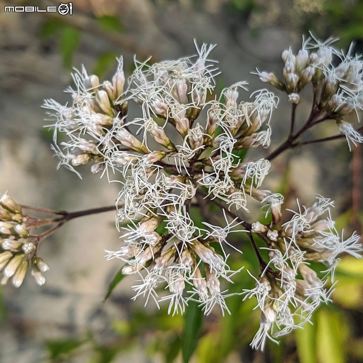 紅花風鈴木+澤蘭 台南市佳里區蕭壟文化園區 04/18