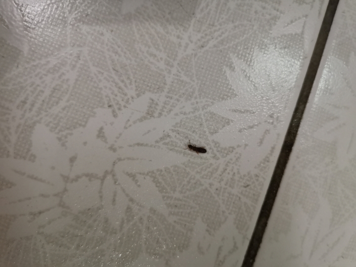 突然出現的黑色蟲