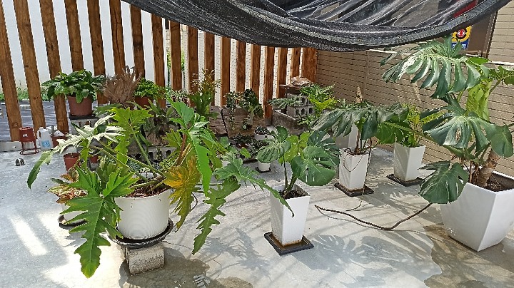 [續開箱]~[秋水閣]-溫暖的家 太陽彼端的能量