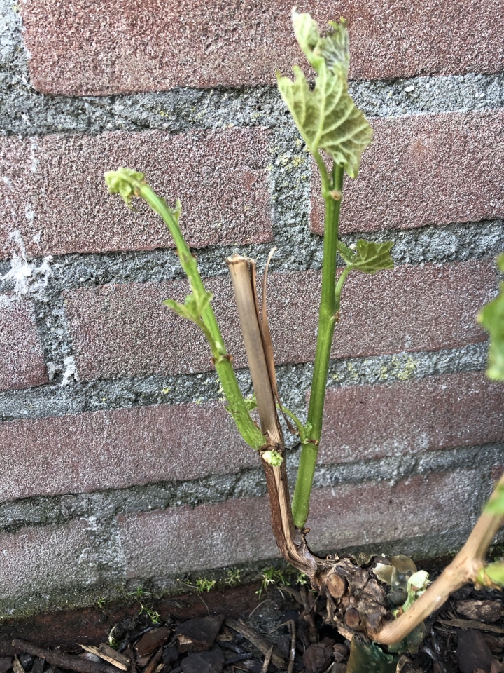 第二年的葡萄樹要如何修剪？
