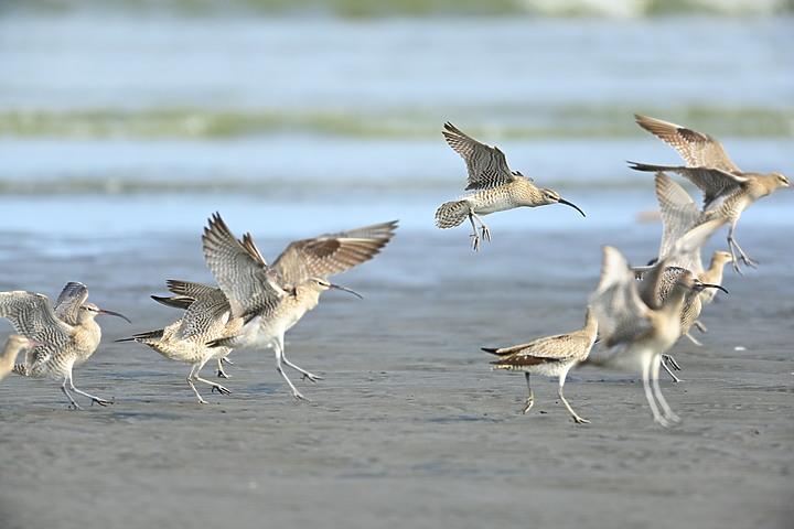 點我看大圖 Z7在汕尾高屏溪出海口前退潮中的沙灘記錄到52隻中杓鷸