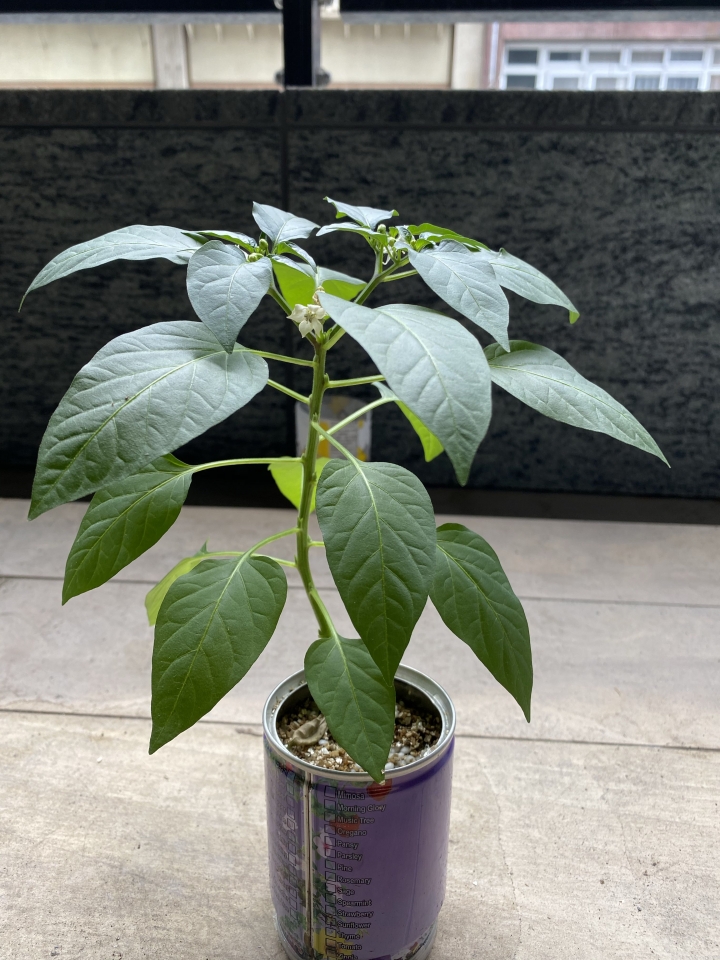 請問這是什麼植物？