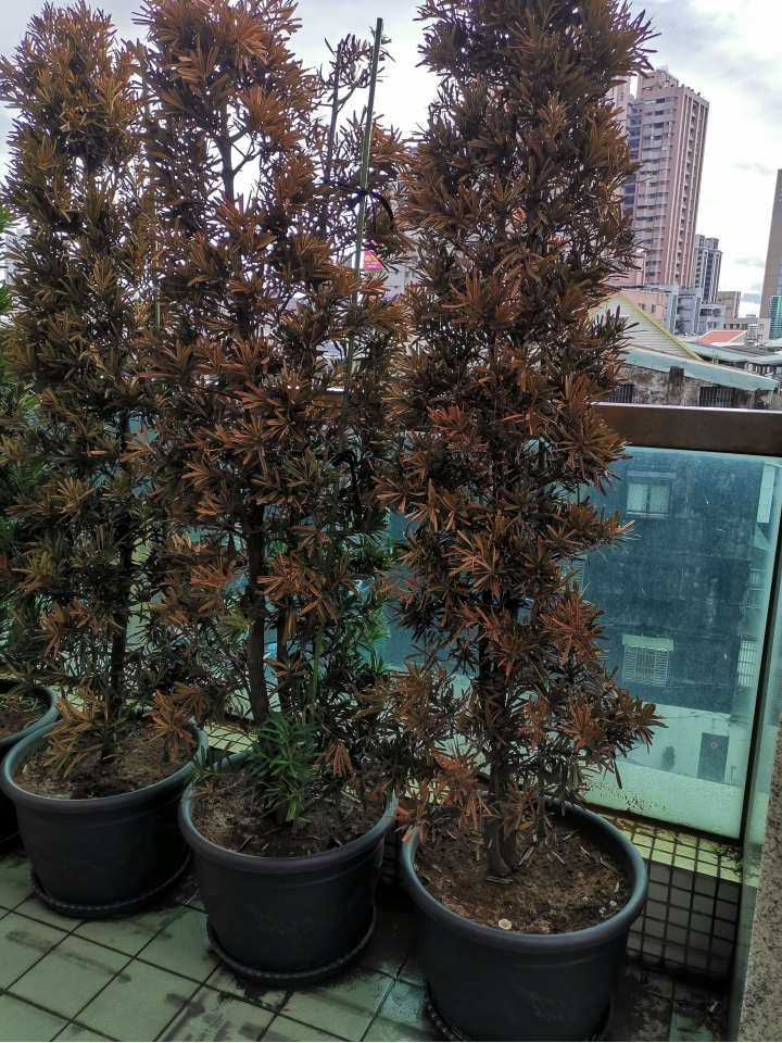 請教羅漢松種植
