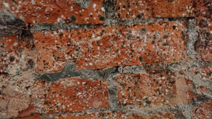 SOS..牆壁磚頭發霉