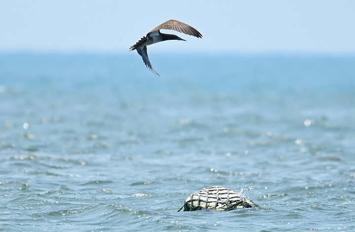 點我看大圖 Z7努力了三天去了5次,終於近拍到白腹鰹鳥。