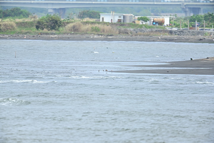 Z7最新4月20日在高屏溪出海口記錄到2群共80隻黦鷸 (紅腰杓鷸)，補充小杓鷸(崁頂)，並介紹屏東鹽埔漁港。