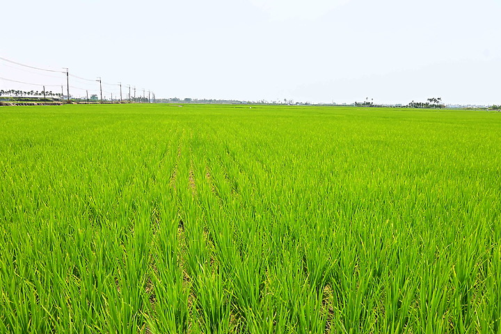 點我看大圖 滄海桑田:查勘彩䴉遷移路徑,才發現東港三西和與南州交壤的水稻田,變成了人工湖。