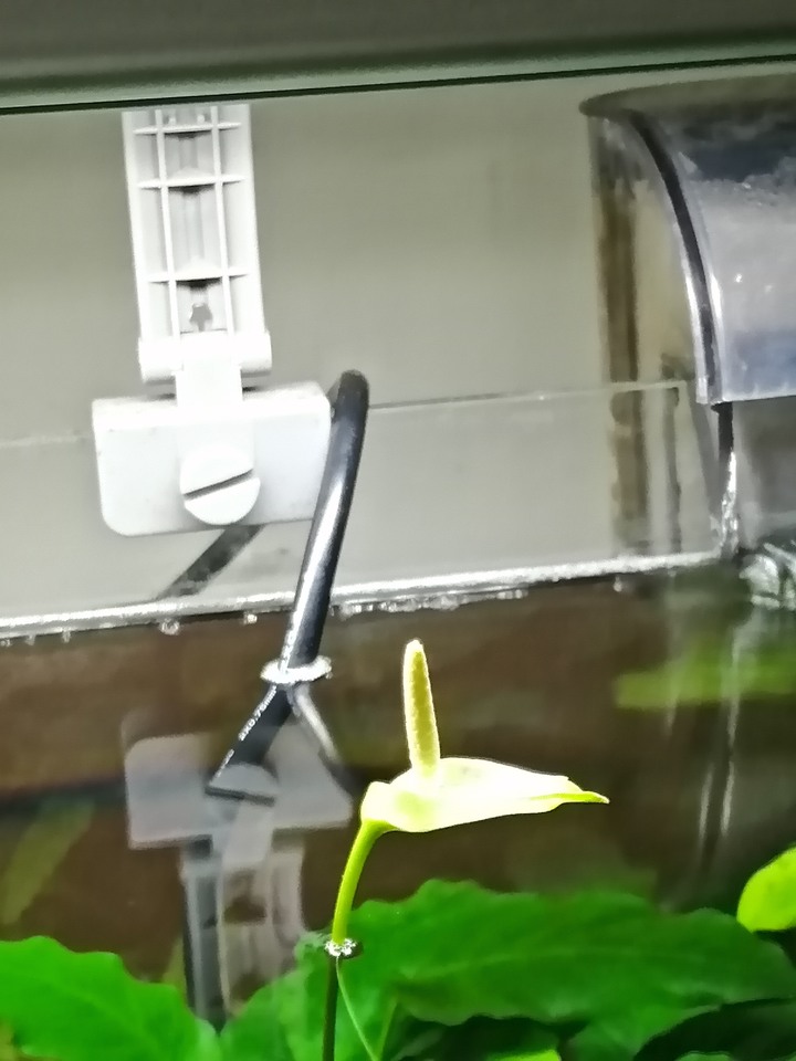 [水草] 小榕開花分享