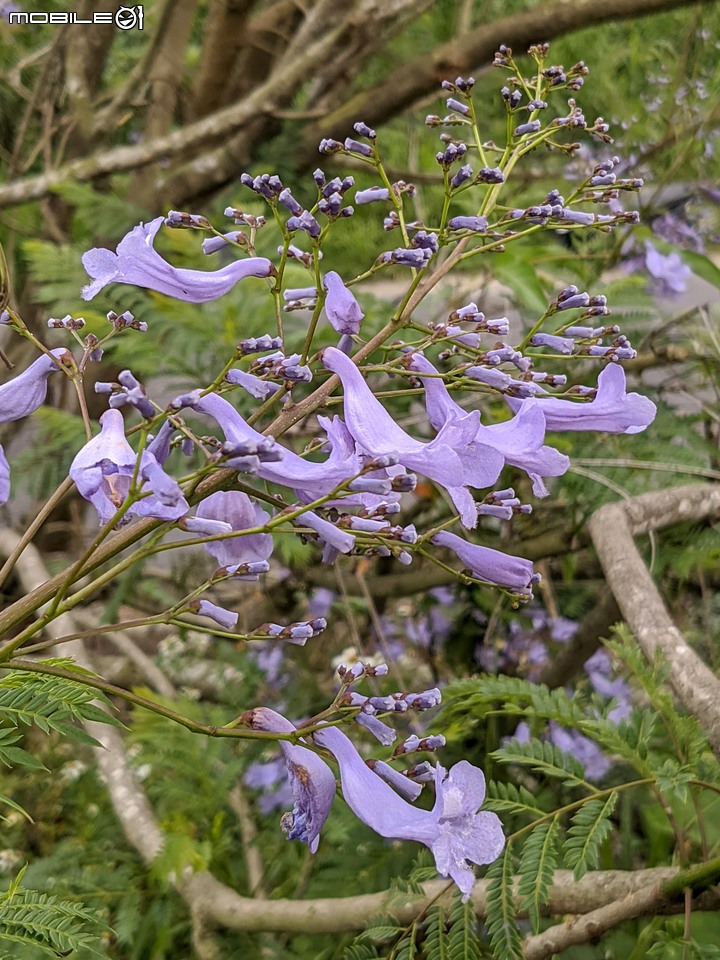 藍花楹 嘉義市東區藍花楹隧道 04/18