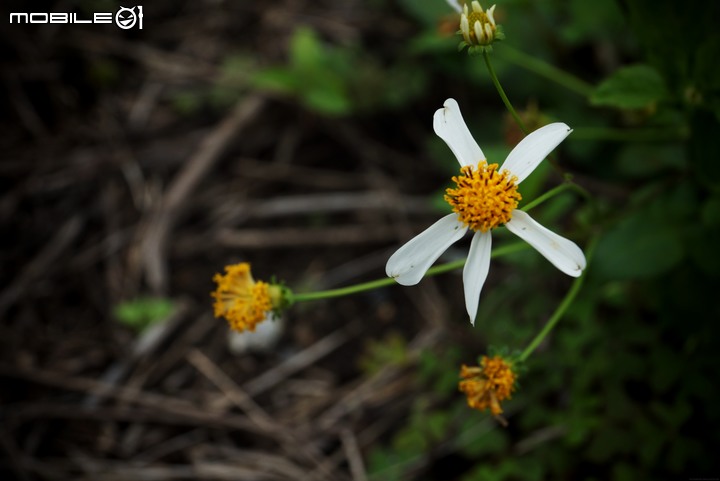 純粹分享Honda CR-V(純圖)