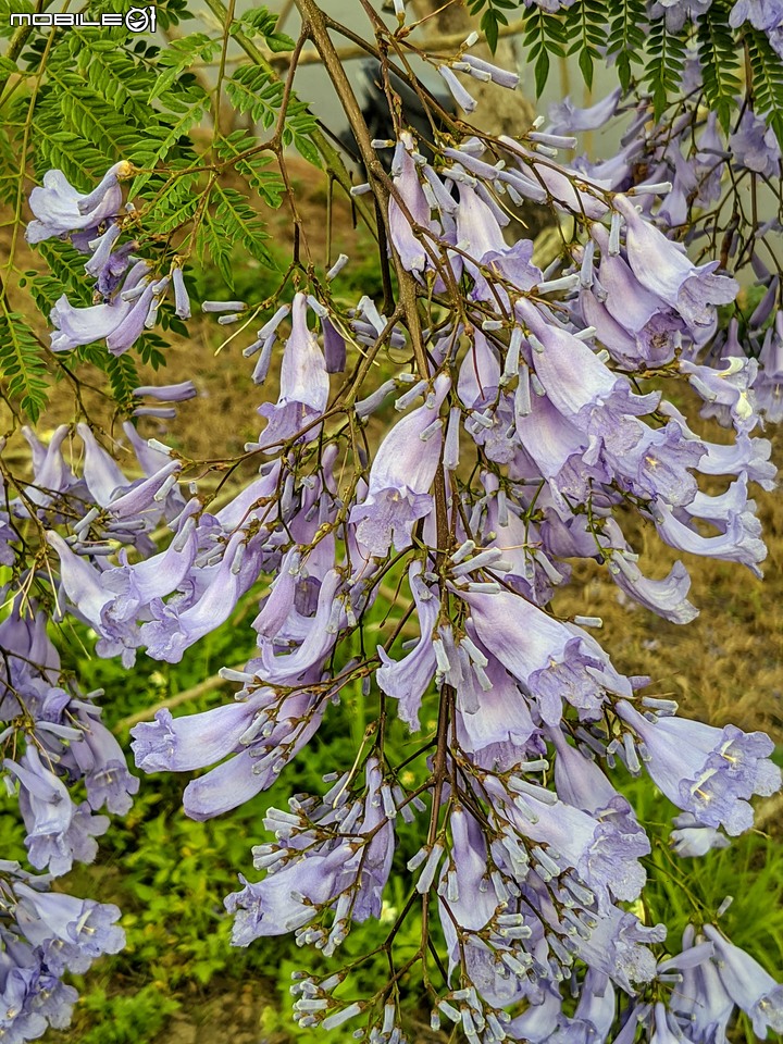 藍花楹 嘉義市東區藍花楹隧道 04/18