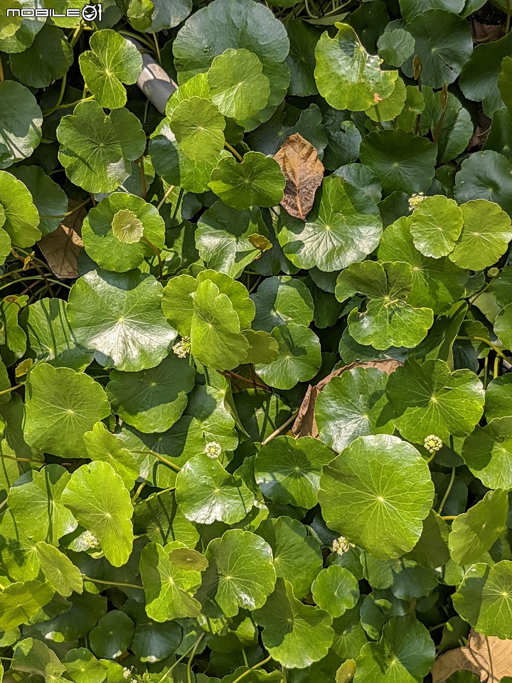 紅花風鈴木+澤蘭 台南市佳里區蕭壟文化園區 04/18
