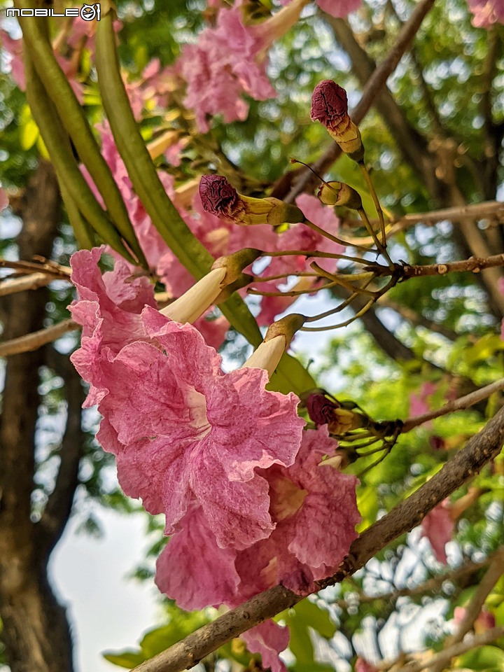 紅花風鈴木+澤蘭 台南市佳里區蕭壟文化園區 04/18