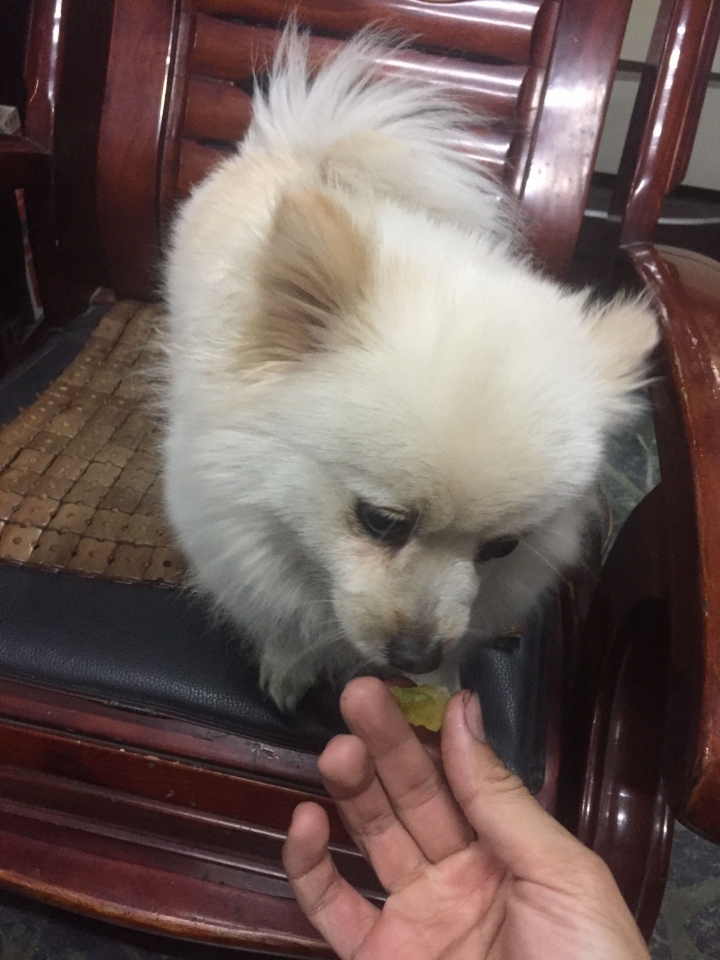 寵物吃水果的小常識哦😎