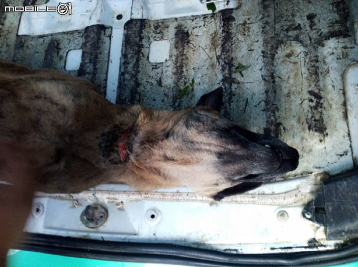 浪浪守護者 照生會貓狗119 救援土城橡皮筋狗