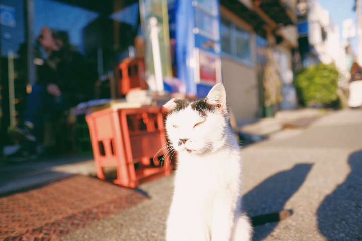 [X-Pro2] 2019 X TOKYO の櫻 （圖多）