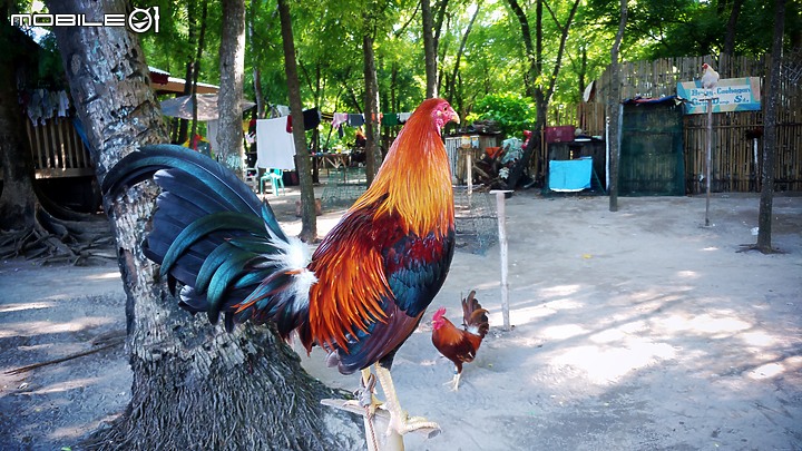 菲律賓宿霧影像紀錄(純圖)2