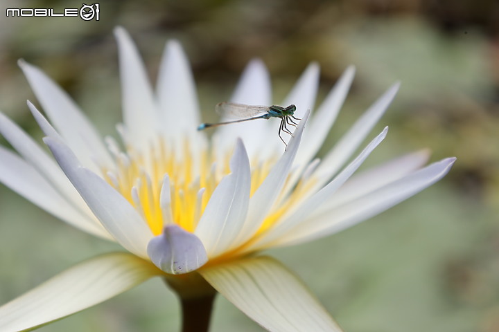 點我看大圖 Canon 24-105mm f/4-7.1 IS STM 最輕巧也最平價的24-105mm!