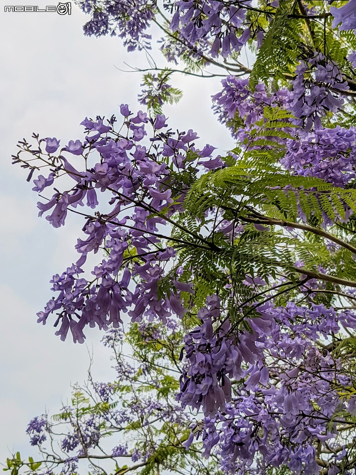 藍花楹+雀榕 台南市安平區府平公園 04/05