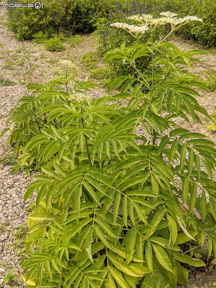 桃金孃+冇骨消 台南市佳里區蕭壟文化園區 04/11