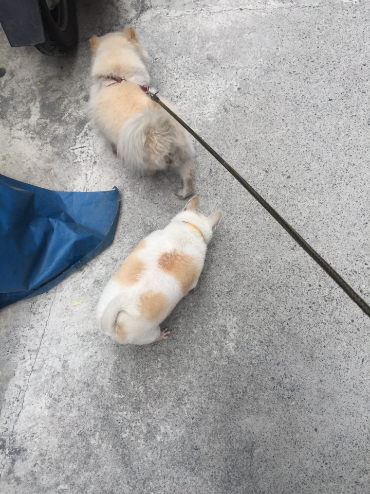 狗狗相遇玩耍😆