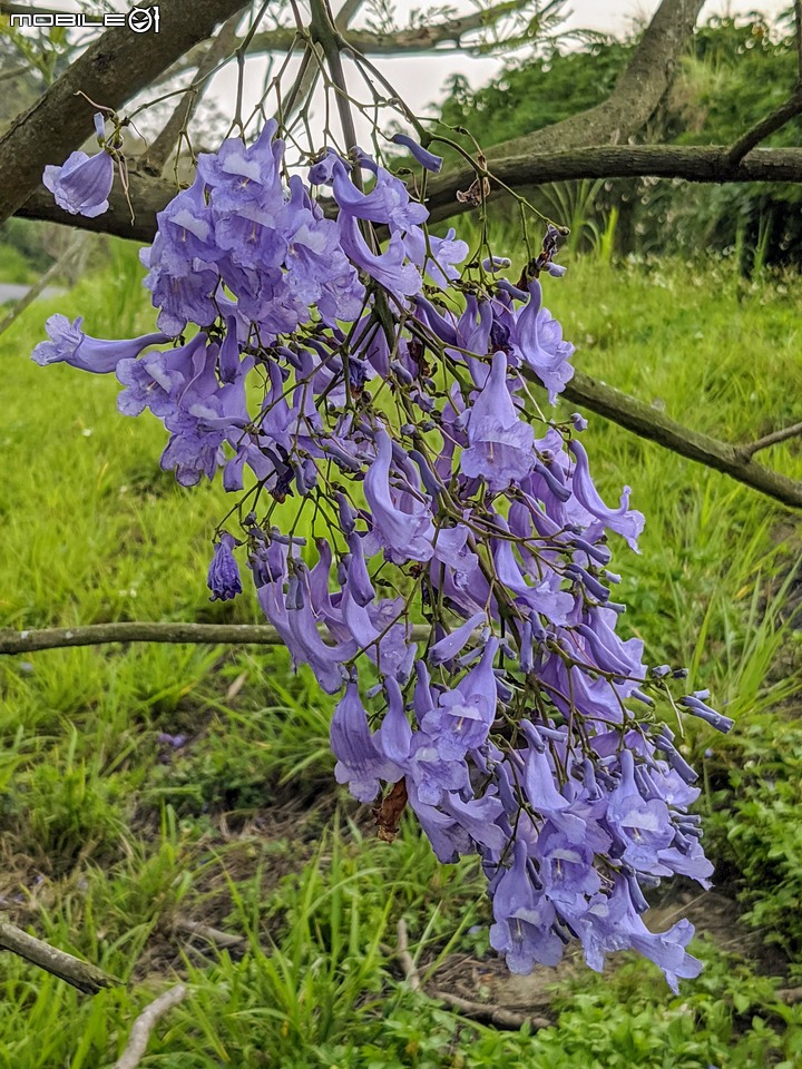 藍花楹 嘉義市東區藍花楹隧道 04/18