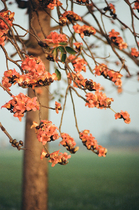 Kodak ColorPlus 200 木棉 奉天宮 和其它