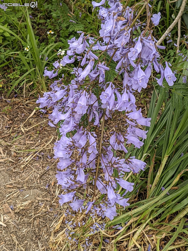 藍花楹 嘉義市東區藍花楹隧道 04/18