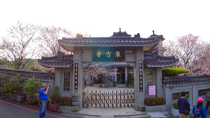 陽明山東方寺吉野櫻