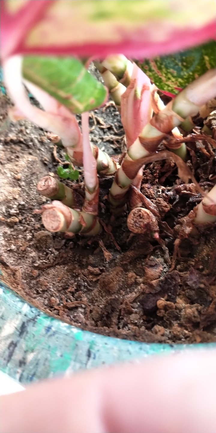 請問這不知名的花要怎麼救